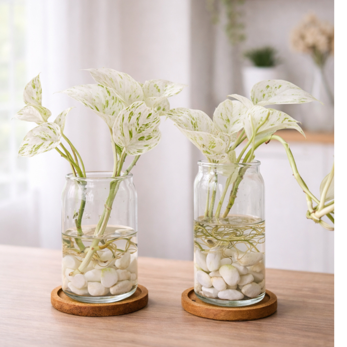 Vas Bunga Tabung Tanaman Hias Sirih Gading / Vas Kaca Hidroponik Tanaman Minimalis