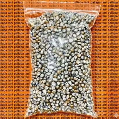 REPACK 1KG BENIH JAGUNG HIBRIDA P32 SINGA KEMASAN 1KG REPACK BENIH PIONEER P32 SINGA