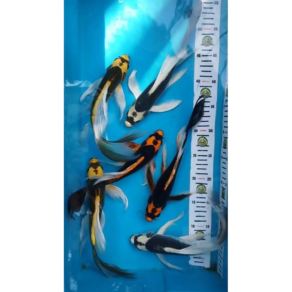 mainan koi Kabuto slayer 7cm