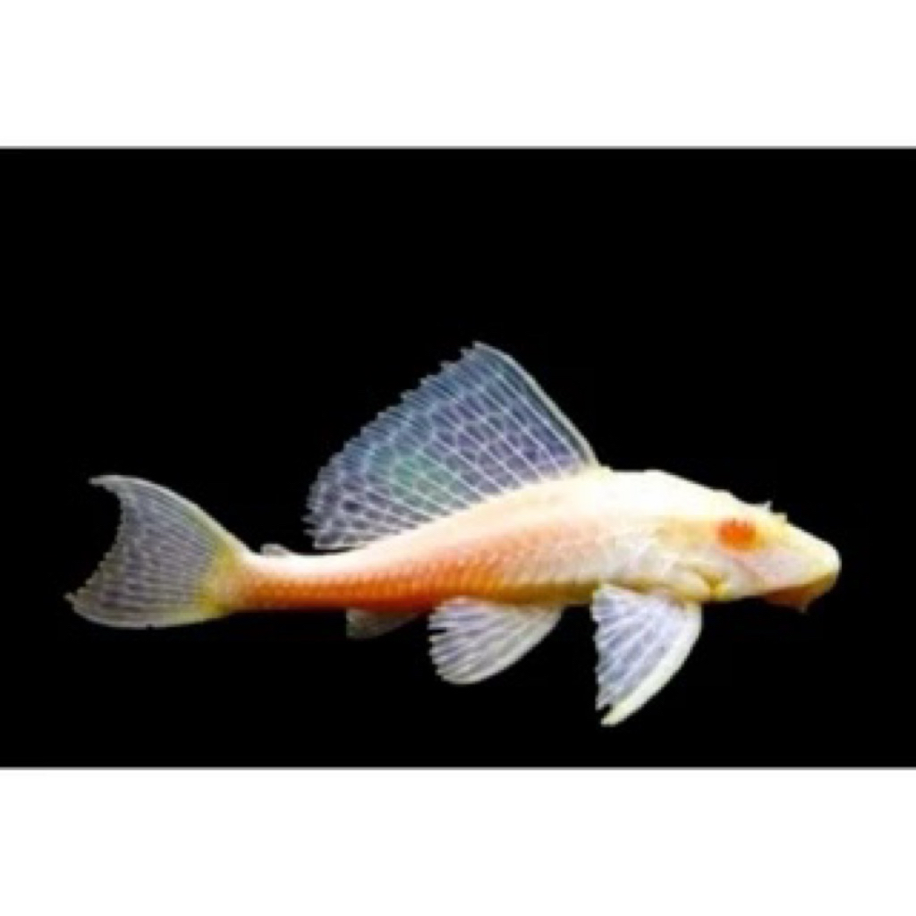 Pembersih Akuarium sapu sapu albino - Pleco Albino -+5cm