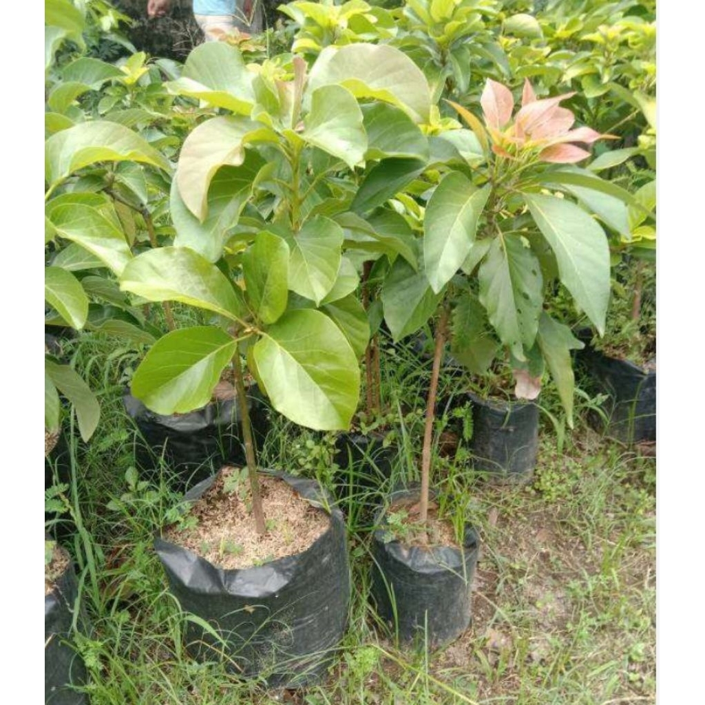 Bibit Alpukat  Thanh Bich - Berkualitas, Siap Berbuah, Siap Berbuah