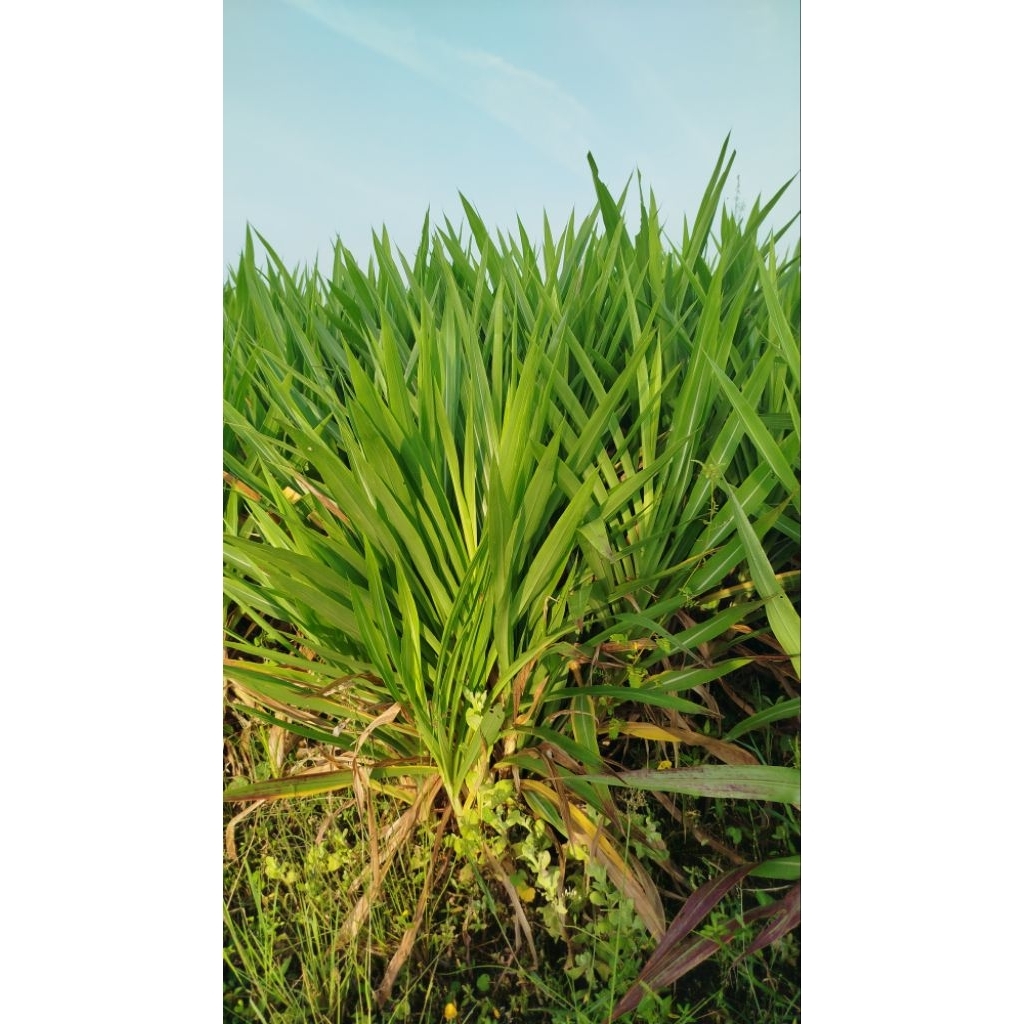 Bibit Rumput odot SUPER
