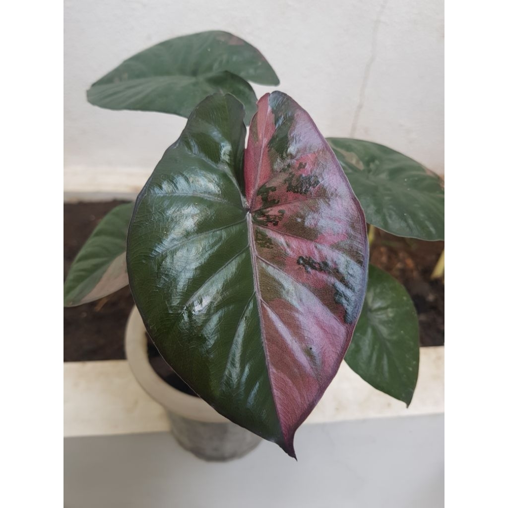 Alocasia serendipity pink variegata