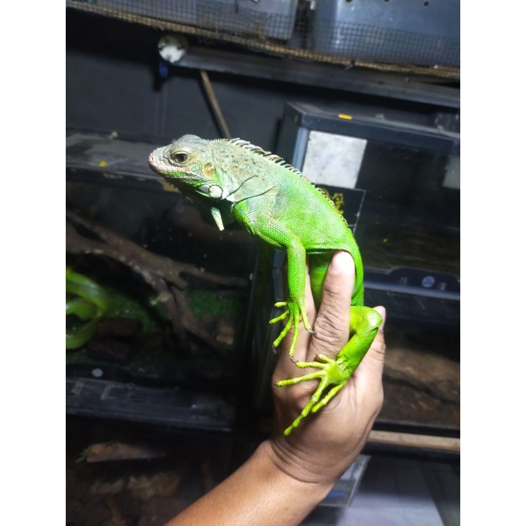 iguana green Columbia mulus size -+80cm