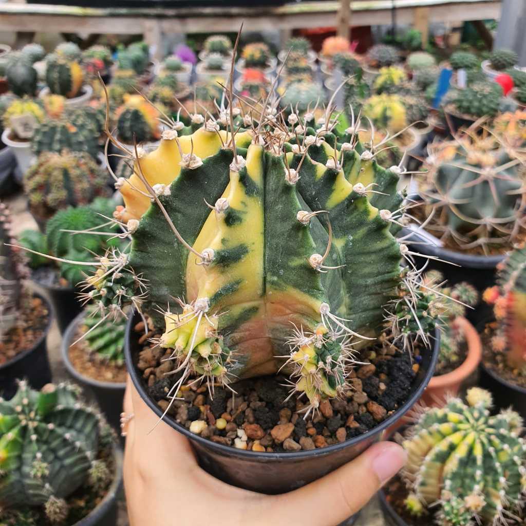 Indukan Motherplants Gymnocalycium mihanovichii hybrid variegata BIG size Jumbo Besar Longspine