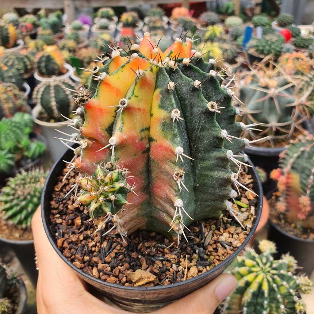 Indukan Motherplants Gymnocalycium Mihanovichii Hybrid Variegata BIG Size Jumbo Besar Tower Form