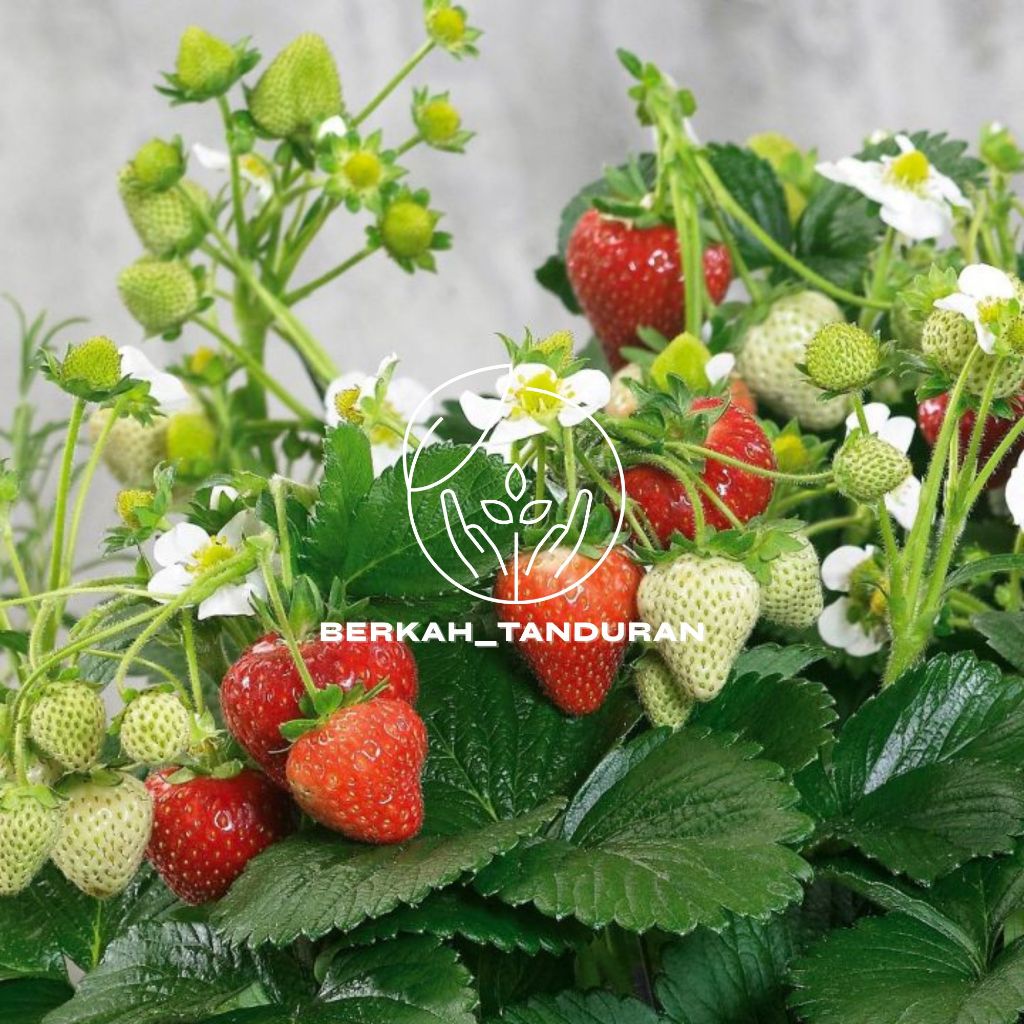 Bibit Strawberry Jumbo Manis Cepat Berbuah
