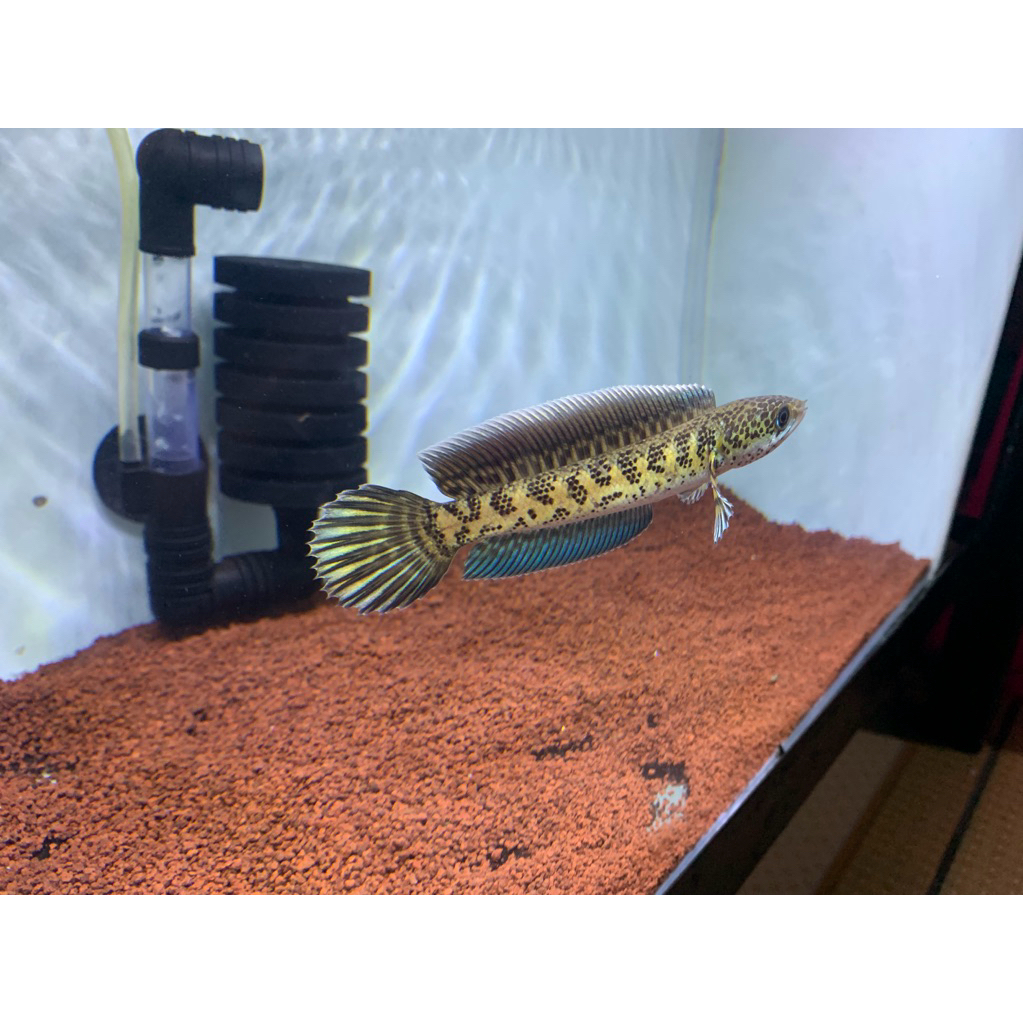 stiker chana auranti