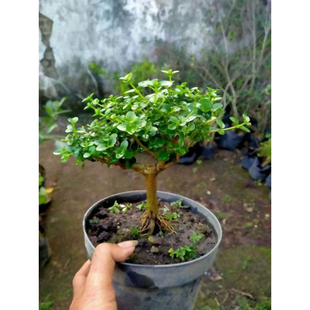 Bahan Bonsai sancang mame sudah berakar dan bertunas+pot