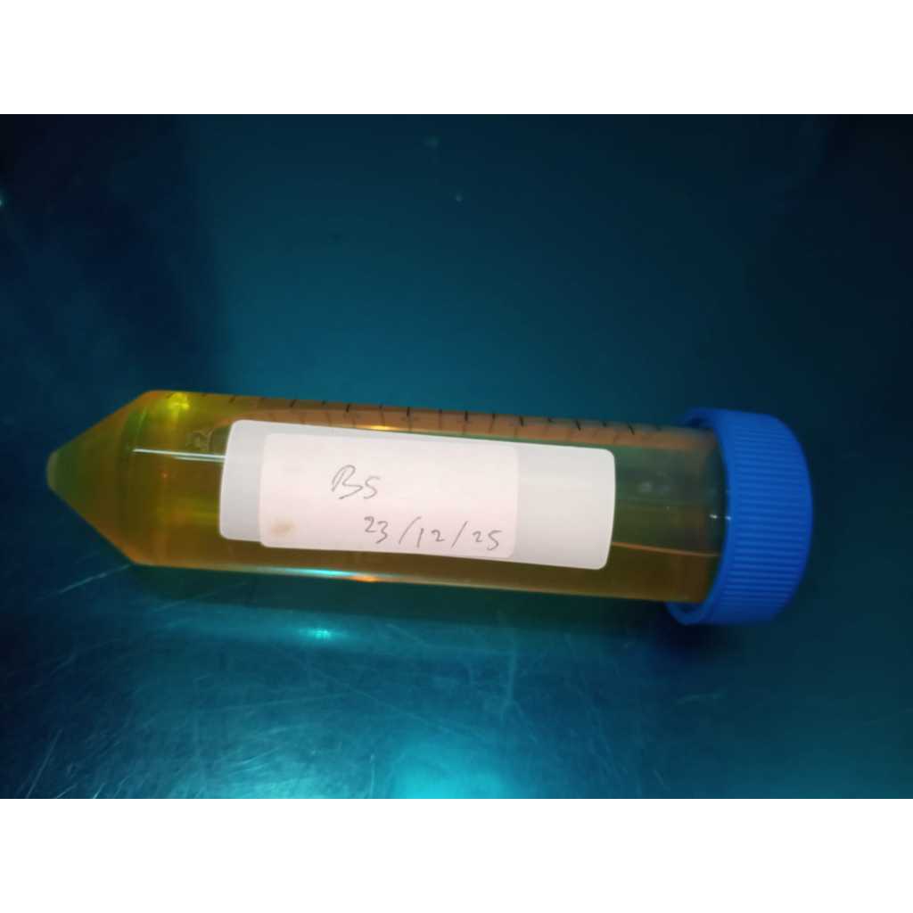 Lactobacillus plantarum (Media MRSB 50 ml)