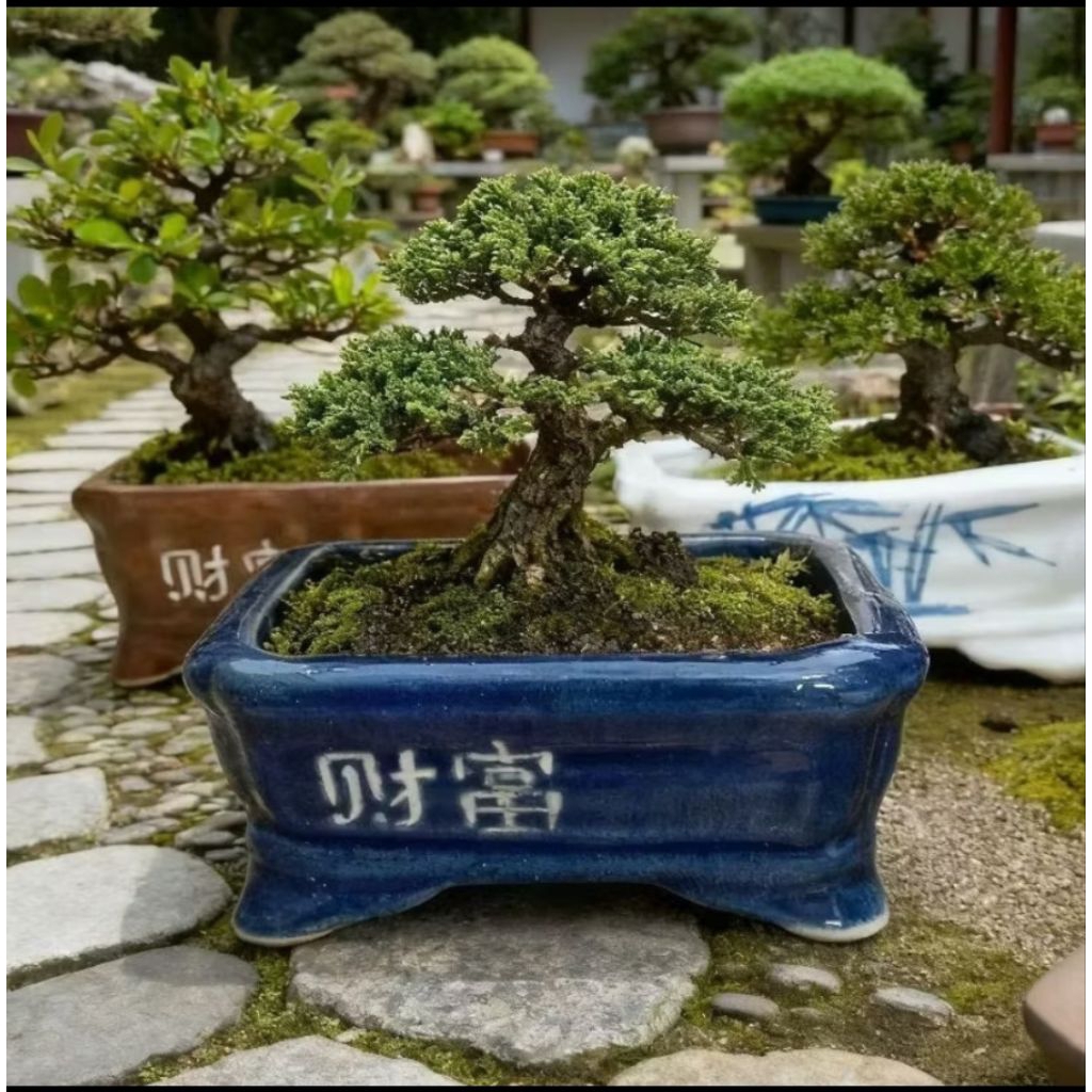 Pot Keramik Bonsai 14cm Segi Pot Tanaman Hias Pot Pohon Hias Bonsai