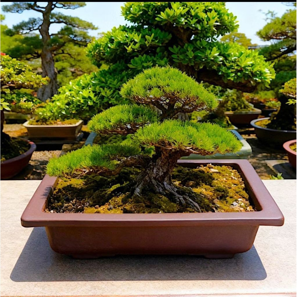 30cm Pot Tanaman Bonsai Pot Kotak Tanaman Hias Pot Pohon Pot Plastik