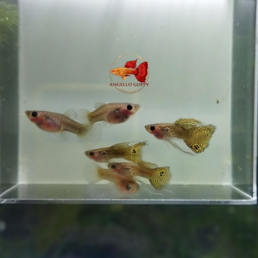 GUPPY COBRA YELLOW SB GB SHORT BODY GLASS BELLY RIBBON FIN C INDUKAN DEWASA SEPASANG SIAP KAWIN