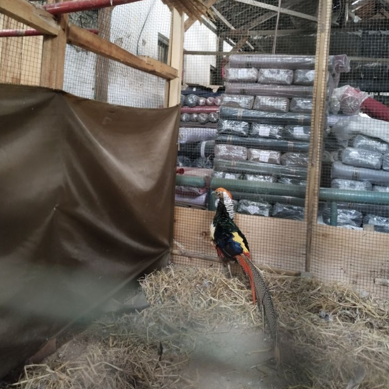 ayam hias Red Lady Amherst Pheasant