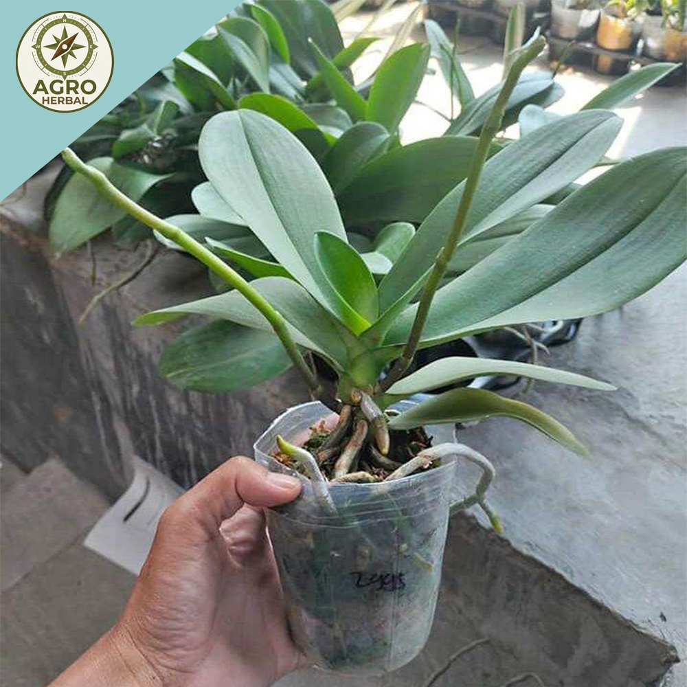 PROMO Anggrek Bulan Dewasa Dan Mini Siap Berbunga