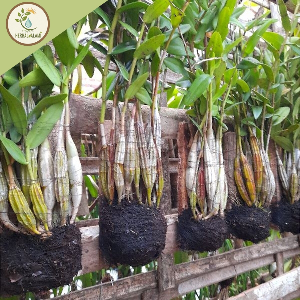 Anggrek Dendrobium Merpati Dewasa Rimbun
