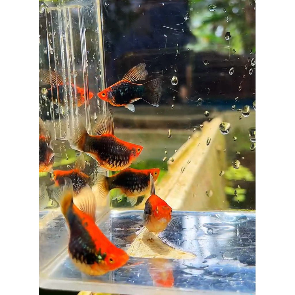 platy red tuxedo wagtail short body higfin 1pasang