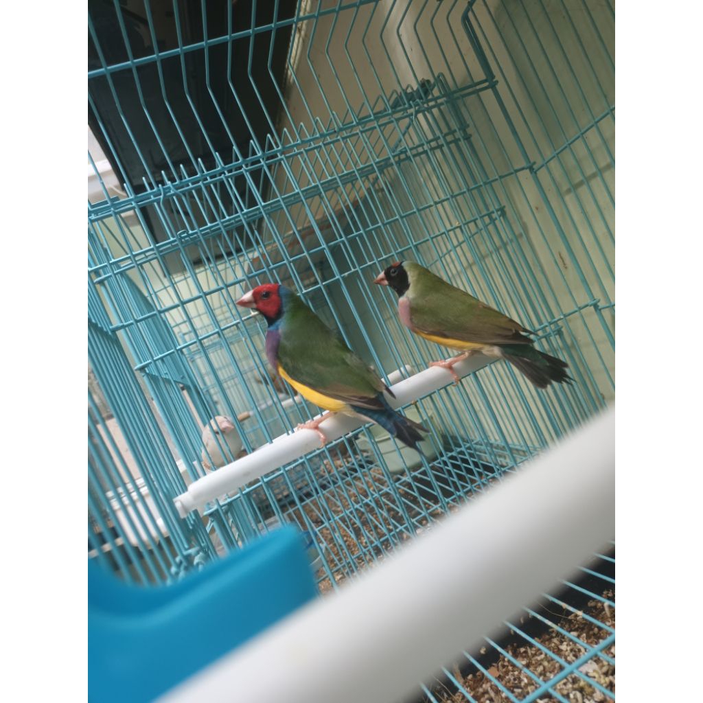 Burung gould amadine sepasang dewasa