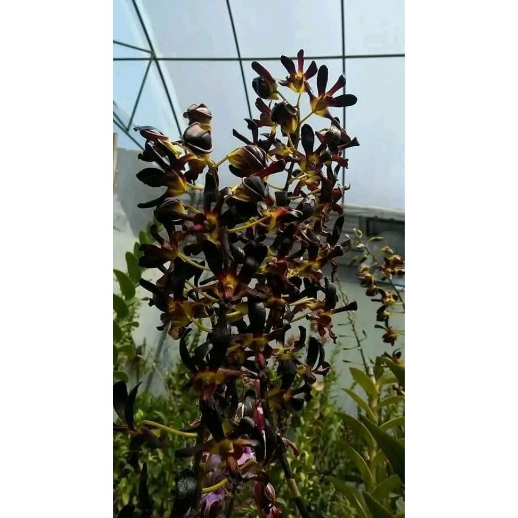 Dendrobium Goh phi Kuan x Dendrobium Black spider