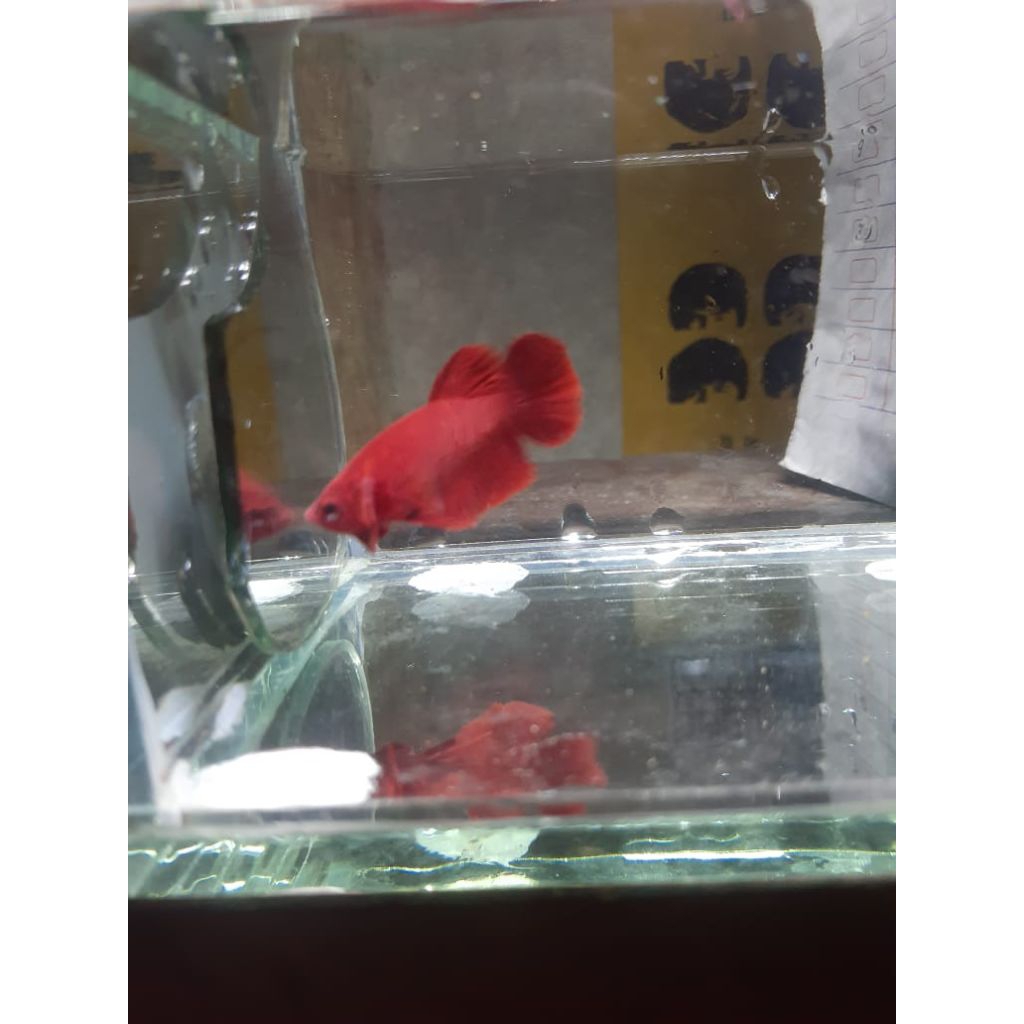 Ikan Cupang Plakat Super Red Jantan - Warna Merah Solid, Bentuk Ekor Indah, Ukuran Medium