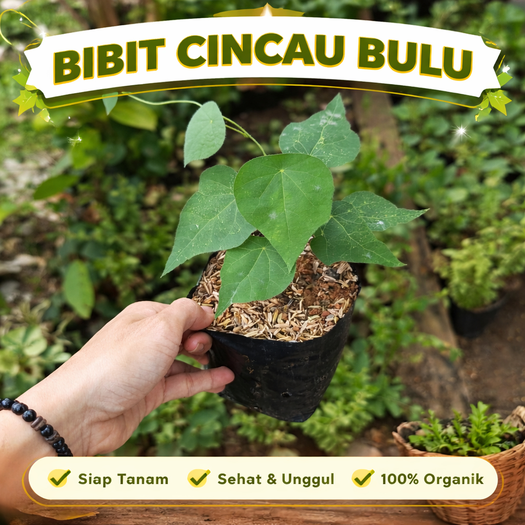 Bibit tanaman cincau bulu rambat tanaman cincau bulu bibit Tanaman cincau bulu herbal