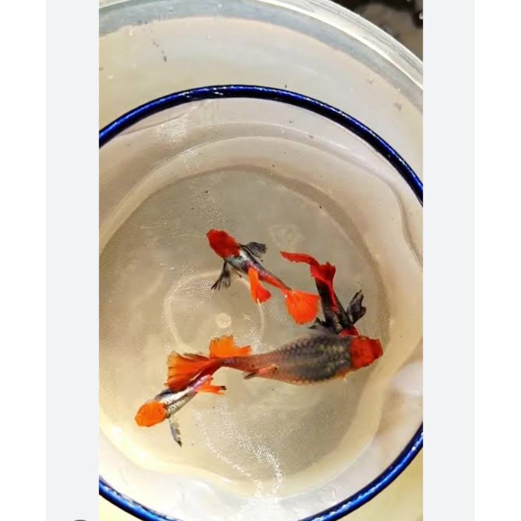 ikan Guppy.teksedo.koi