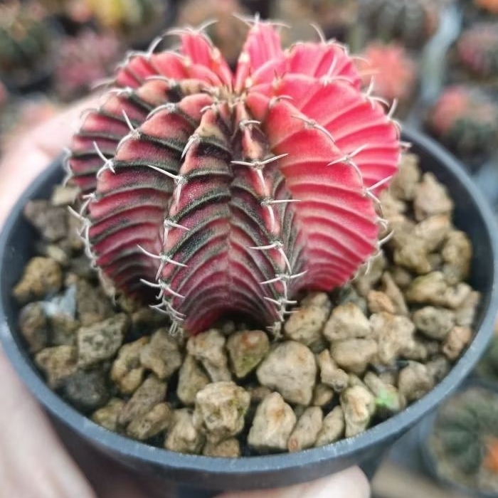 kaktus gymno LB variegata selected perform