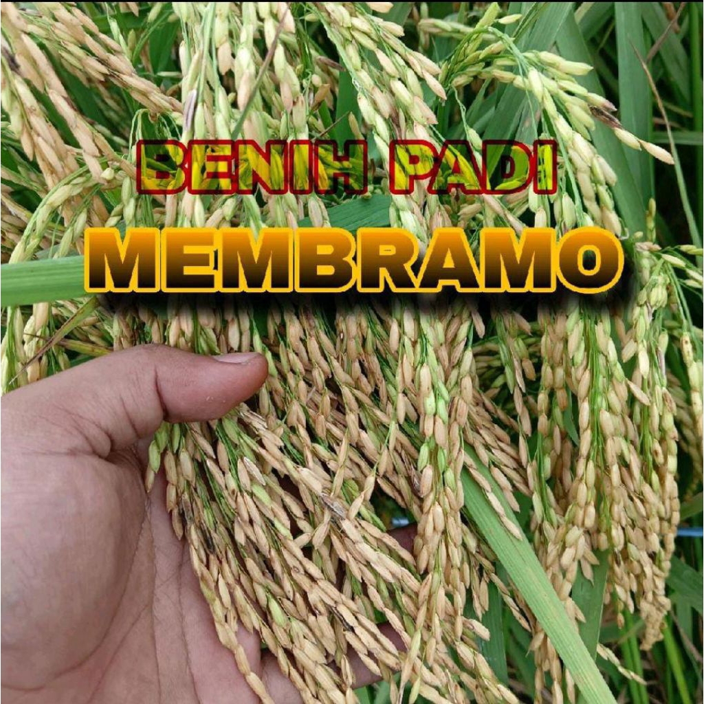 BENIH PADI MEMBRAMO SUPER 5KG
