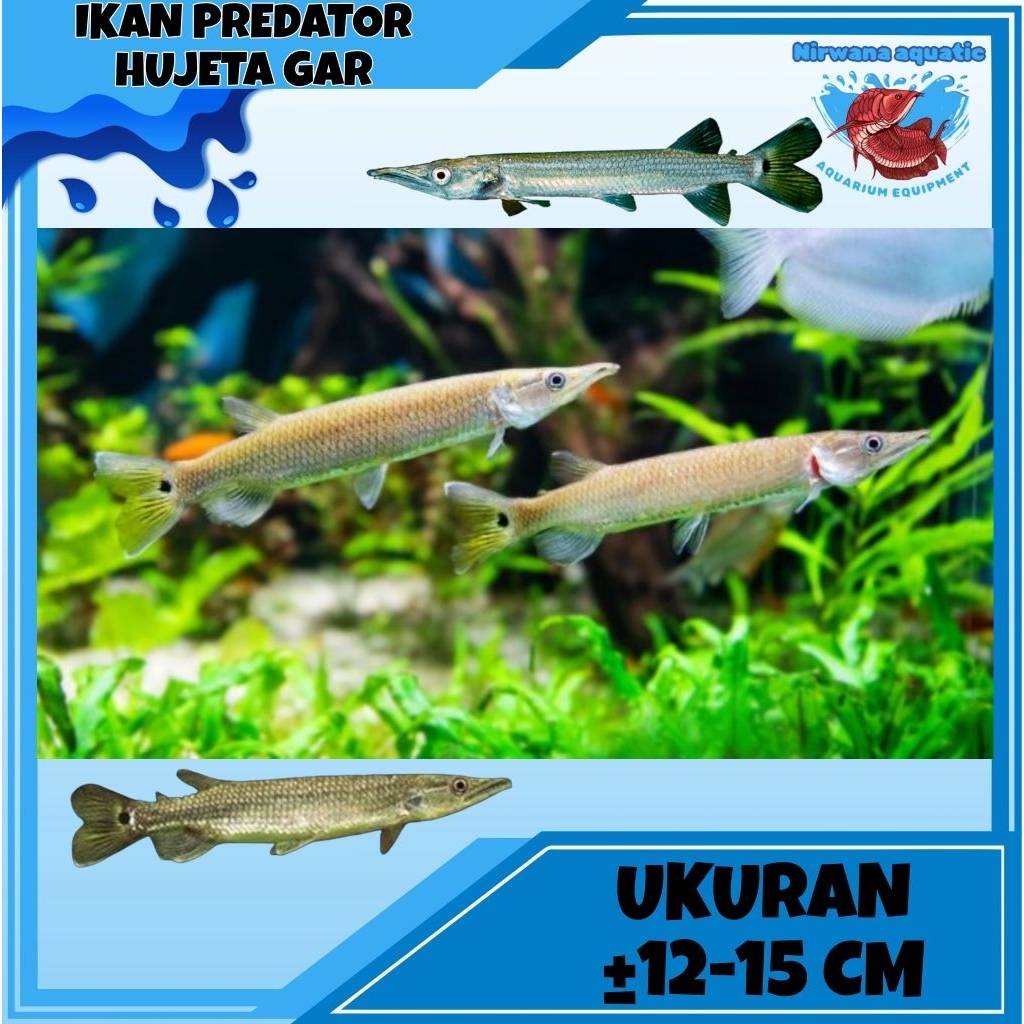 (INSTAN) IKAN PREDATOR HUJETA GAR - UKURAN ± 12-15 CM