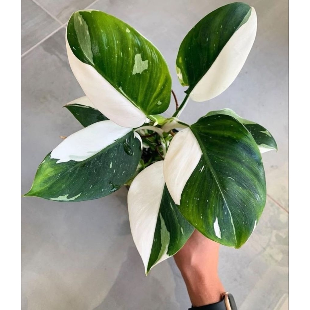 Philodendron White Wizard