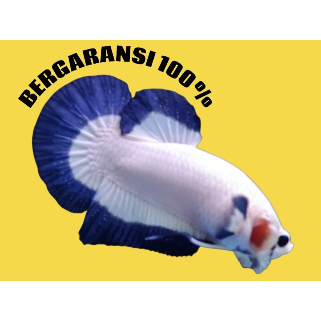 BLUE RIM + IKAN CUPANG BLUE RIM TOP GRADE A+