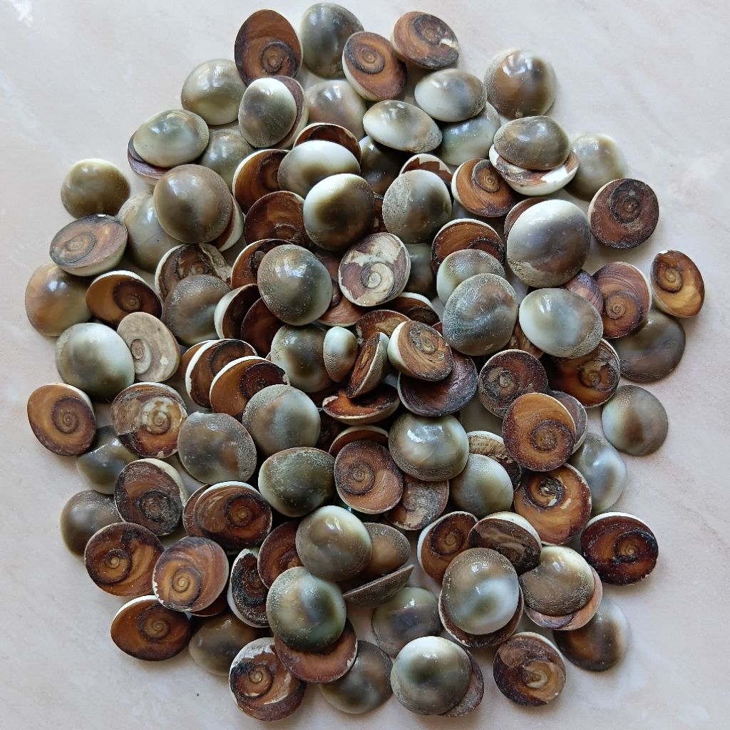 Keong Buntet Asli Alam Jitan Keong Tutup Keong