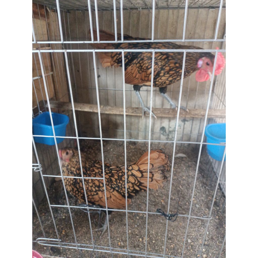 ayam batik Italy dan batik Kanada ORI