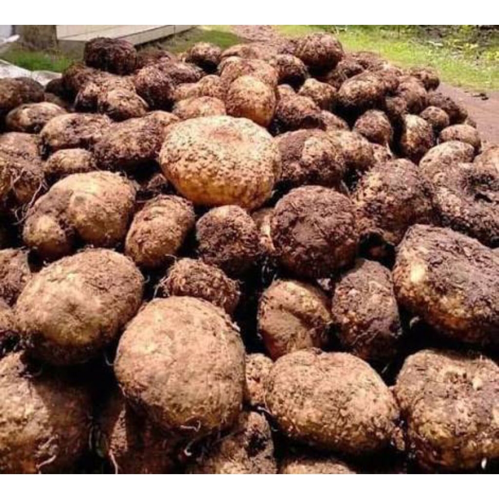 umbi suweg fres _1kg