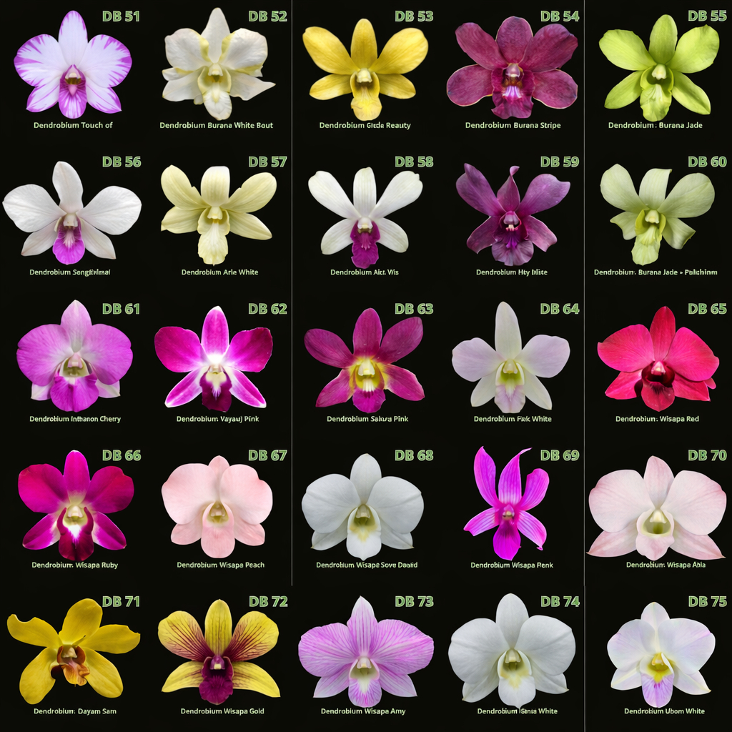 Anggrek Dendrobium Hybrid Remaja Bunga Besar – Tanaman Hidup Premium Jumbo