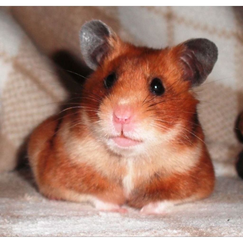 Hamster syrian golden short hair satin (mengkilap) super