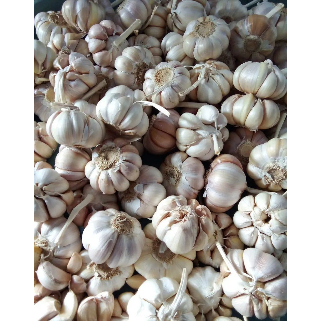 Bawang Putih 1 Kg Segar | Bawang Putih Kating / Honan | Bawang Putih Murah | Bumbu Dapur | Bawang Pu
