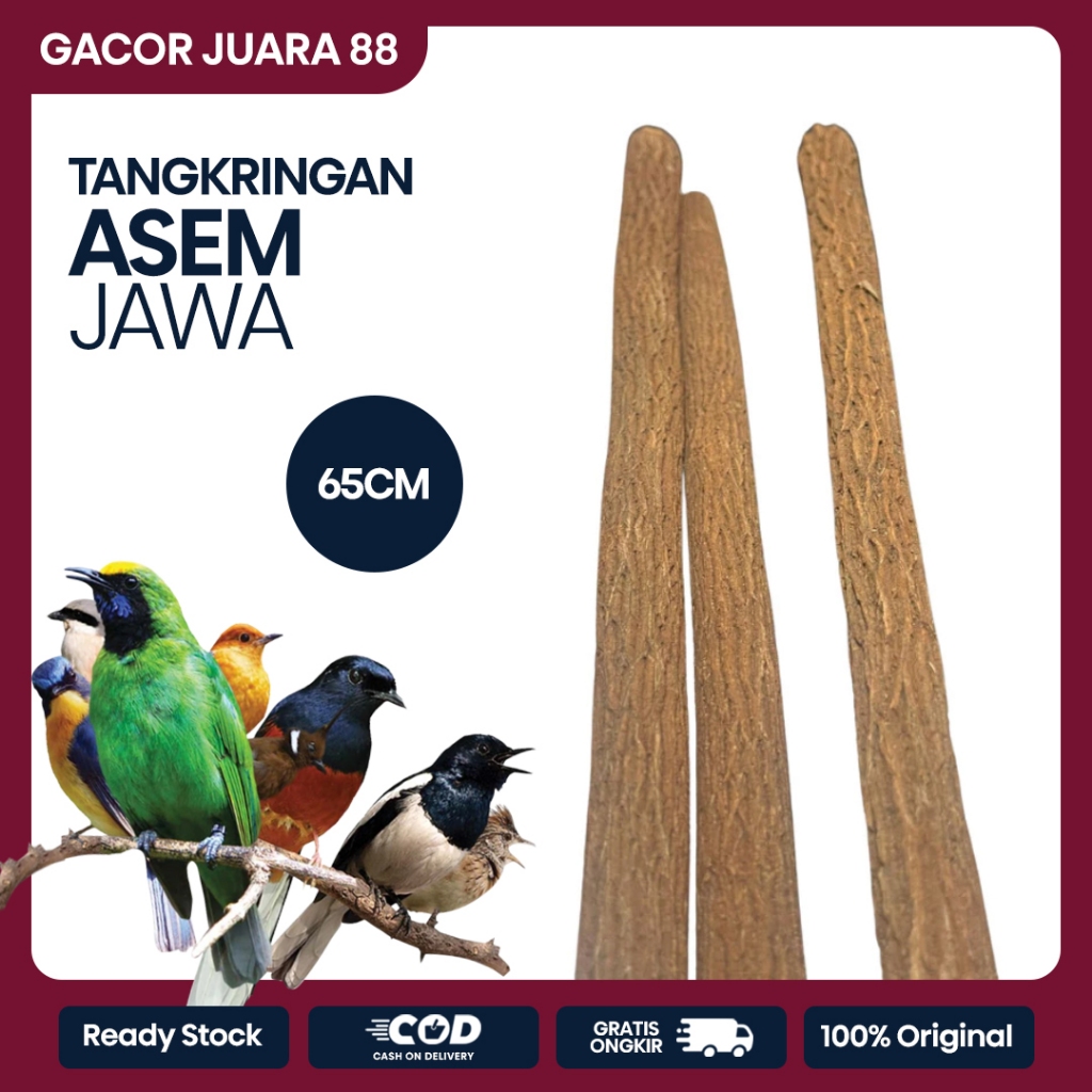 Tangkringan Asem Jawa Super Pangkringan Kayu Asem Jawa Super Grade A Sangkar Burung