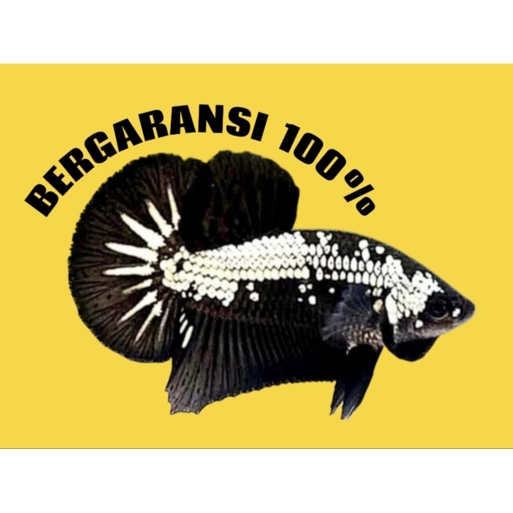 CUPANG BLACK SAMURAI + BLACK MAMBA