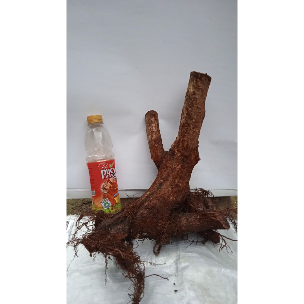 Bahan bonsai ileng-ileng (mangsian)