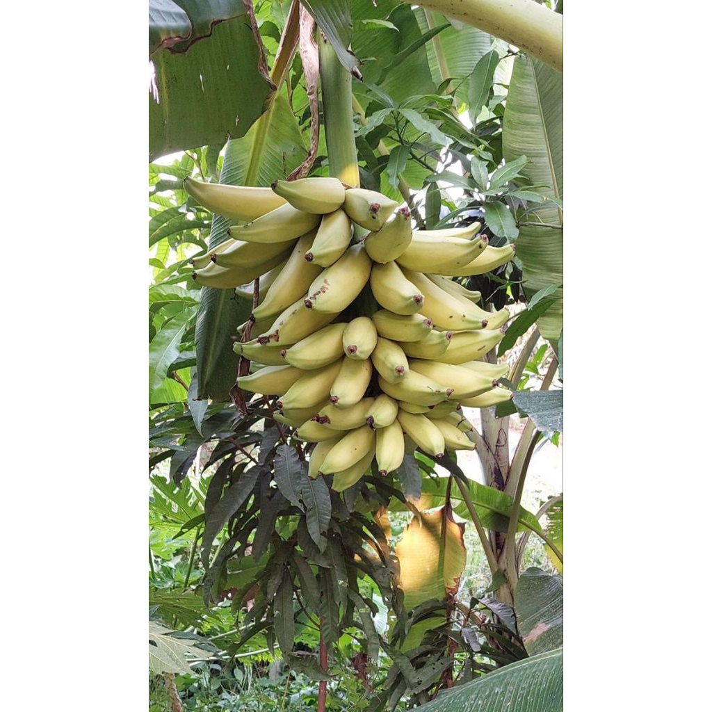 bibit anakan pohon Pisang tanduk super genjah ASLi