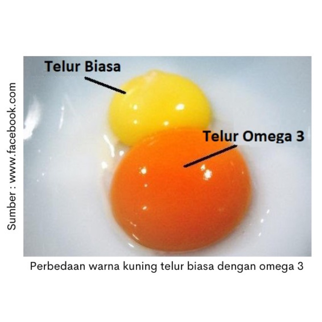 telur omega tinggi protein
