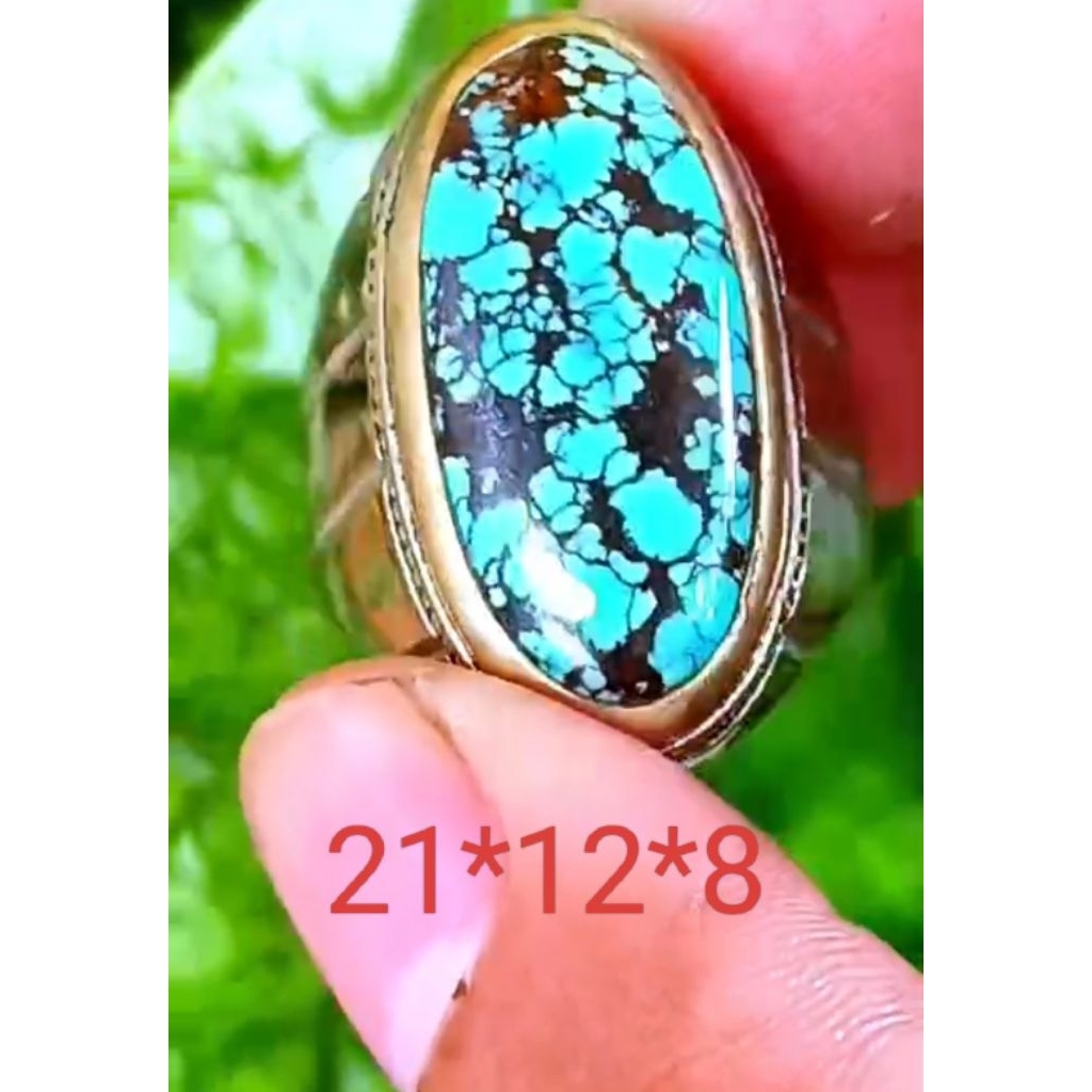 pirus Persia biru fancy