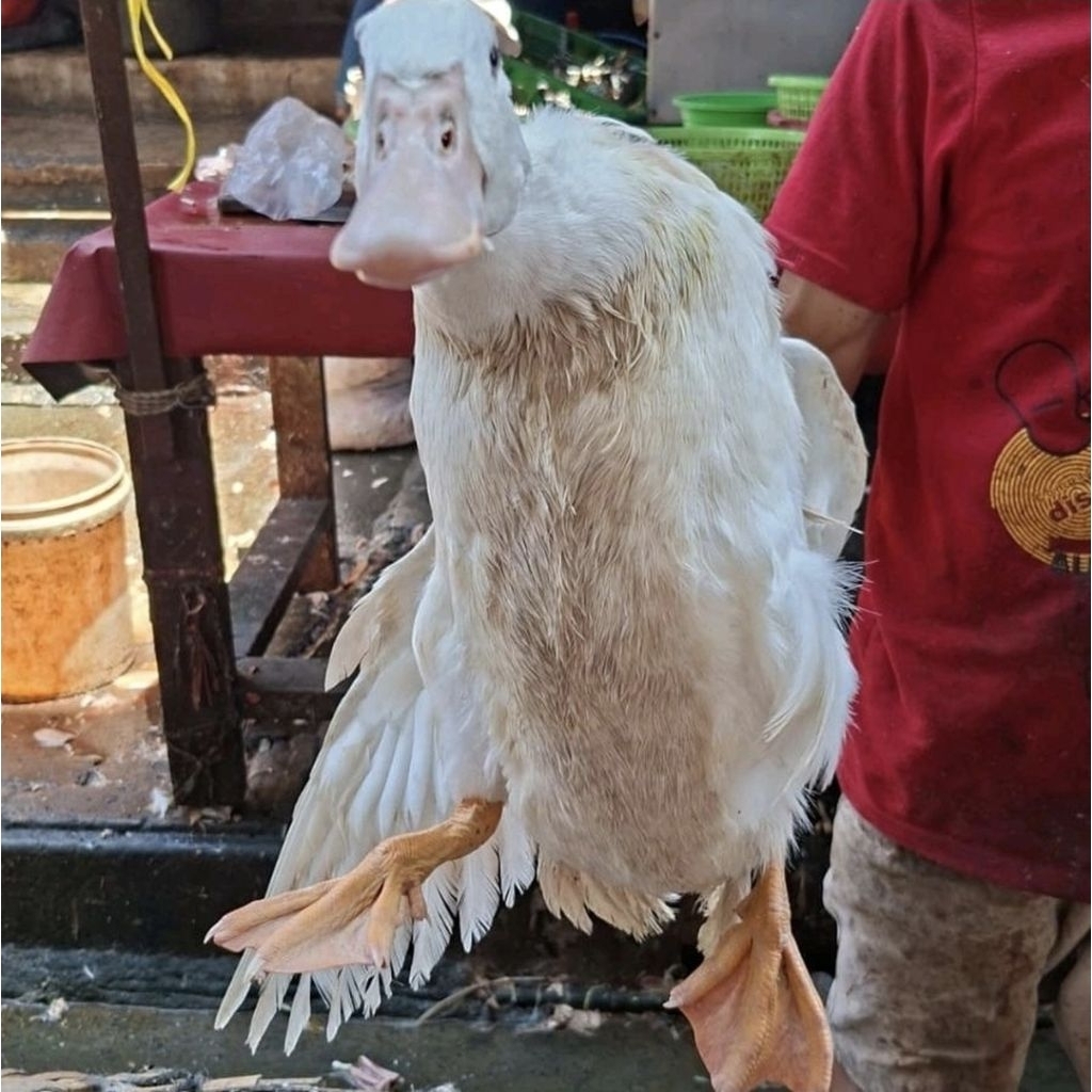 BEBEK PEKING JUMBO HIDUP UKURAN 3KG SIAP POTONG