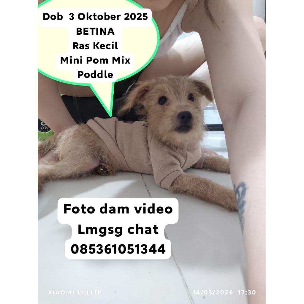 anak anjing poddle mix pom puppy poddle mix minipom