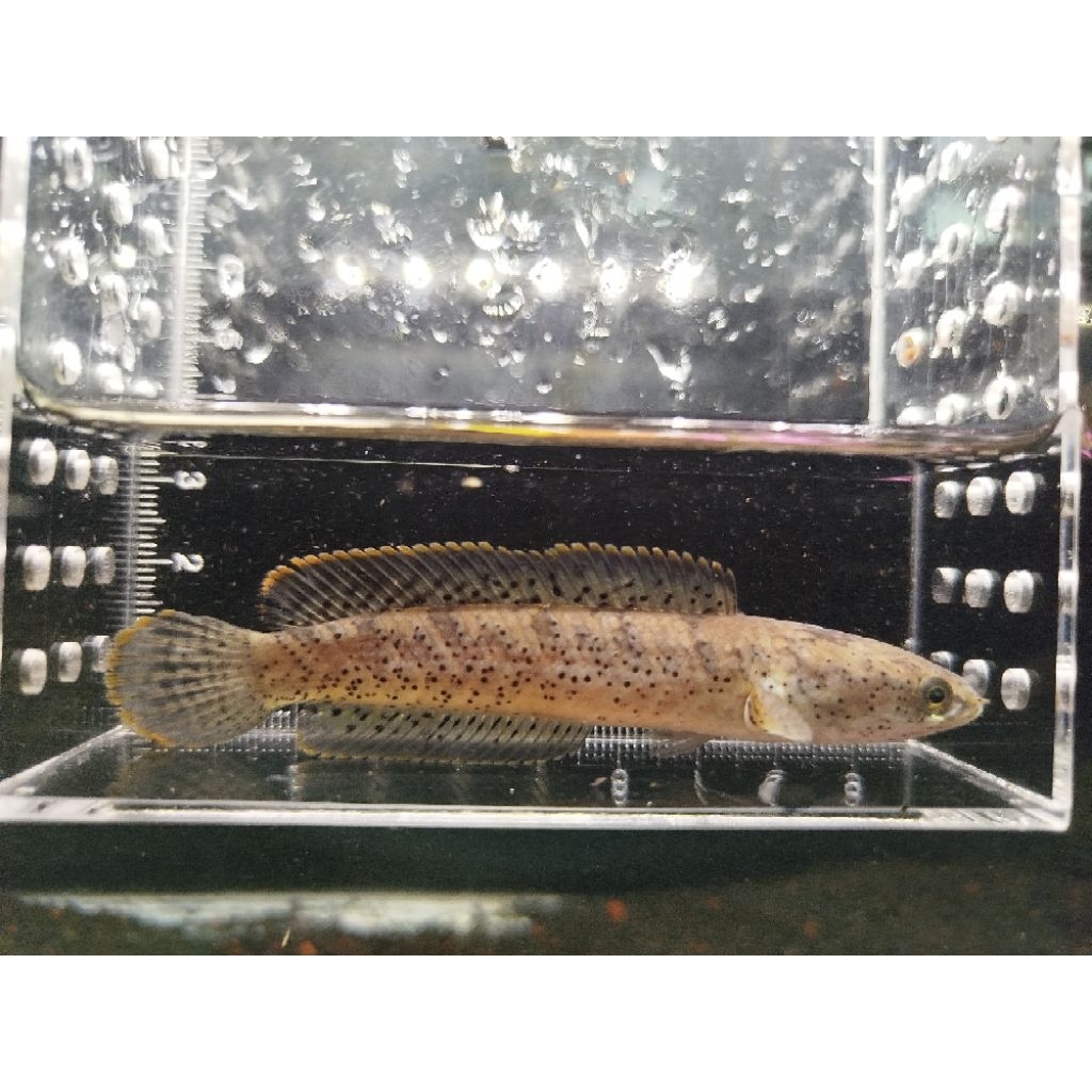 limbata butternite 7.8cm