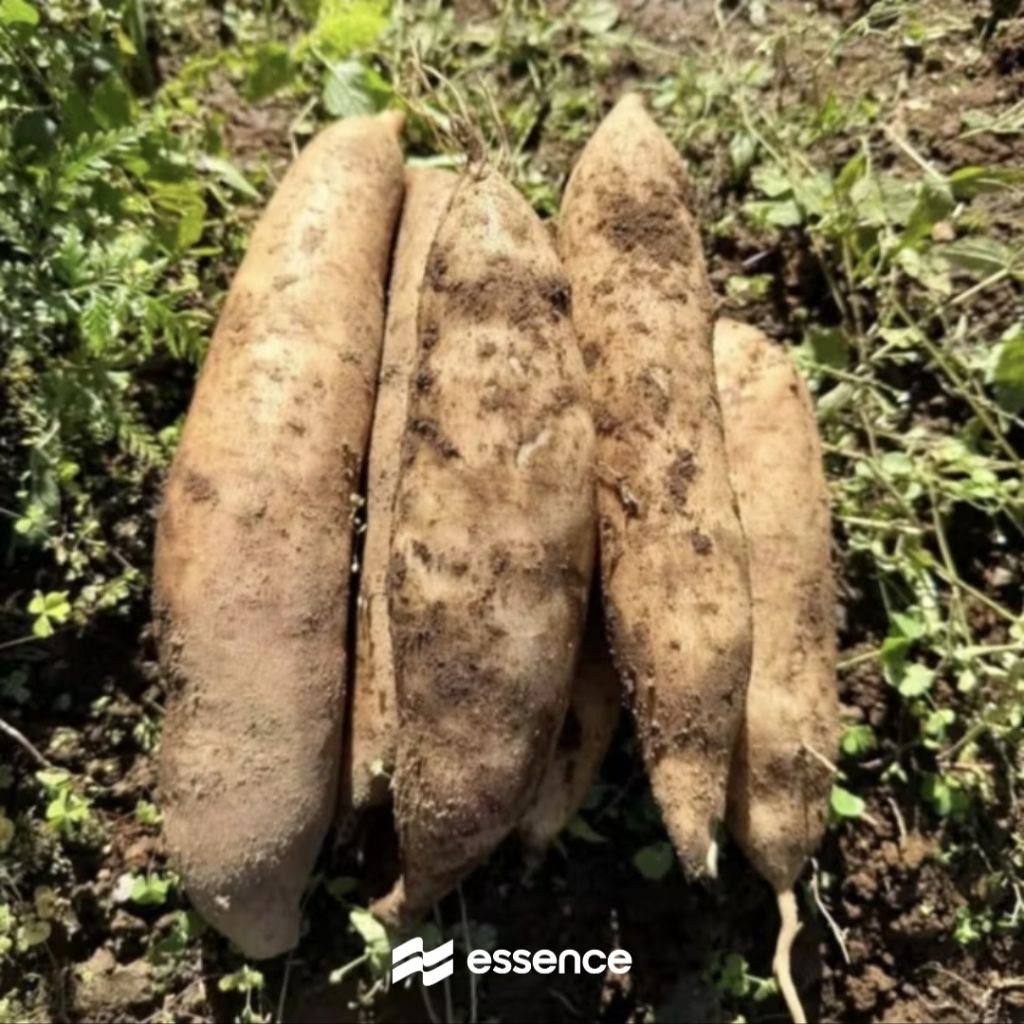 Ubi Yakon Wonosobo 1 kg Manis Renyah