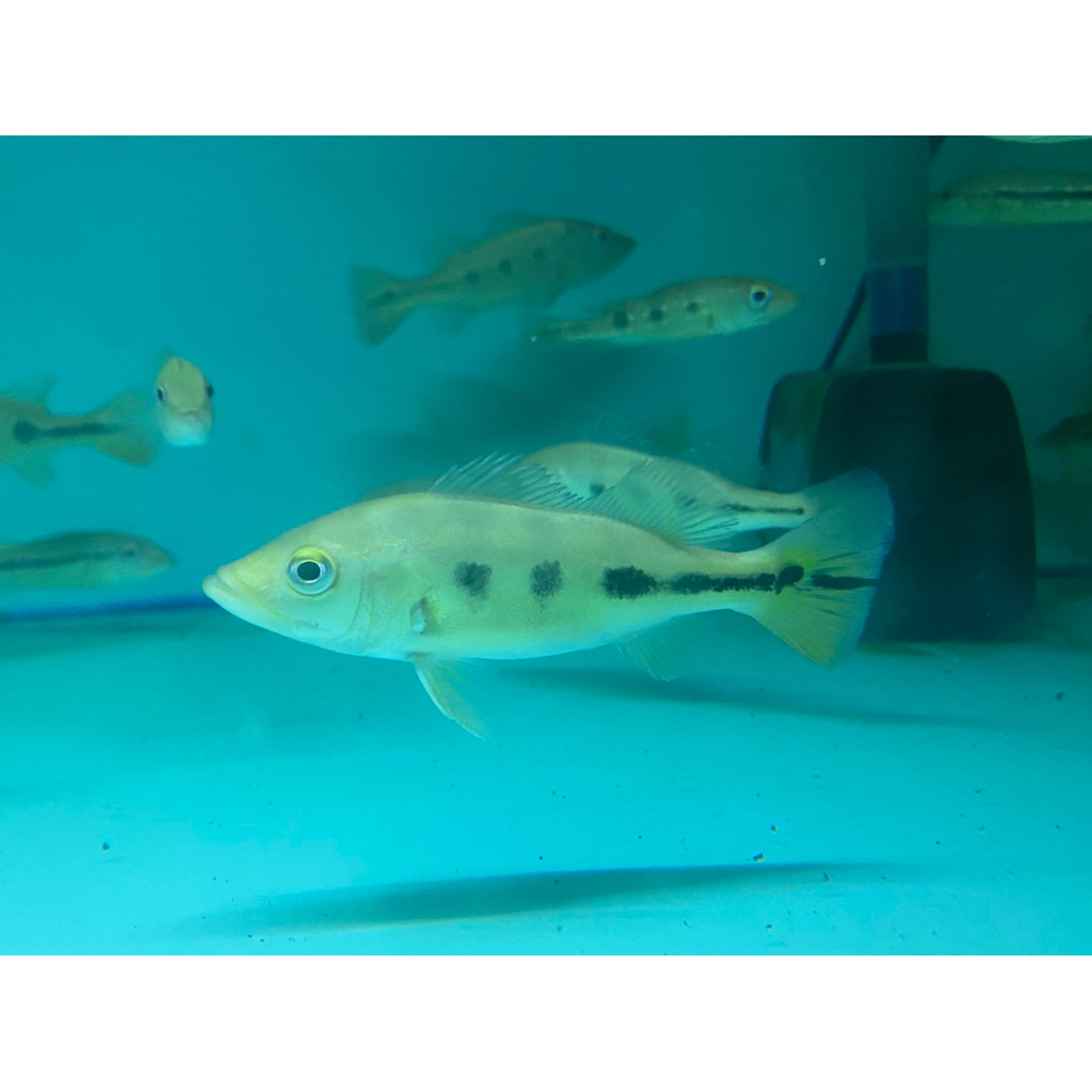 Pbass Orinoco ukuran 10-12 cm.