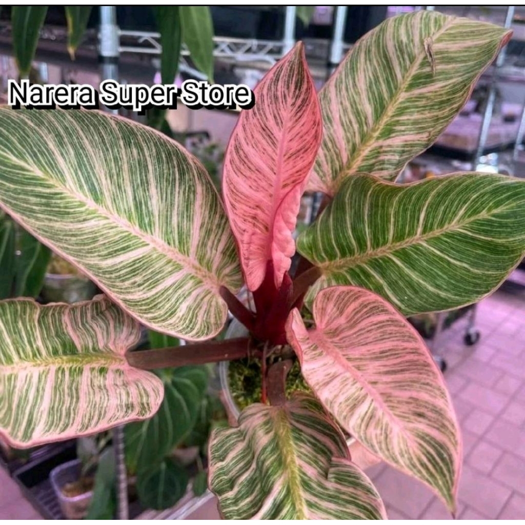 Tanaman Hias Philodendron Birkin Pink Variegated Variegata Varigata Real Pict Murah Ekonomis