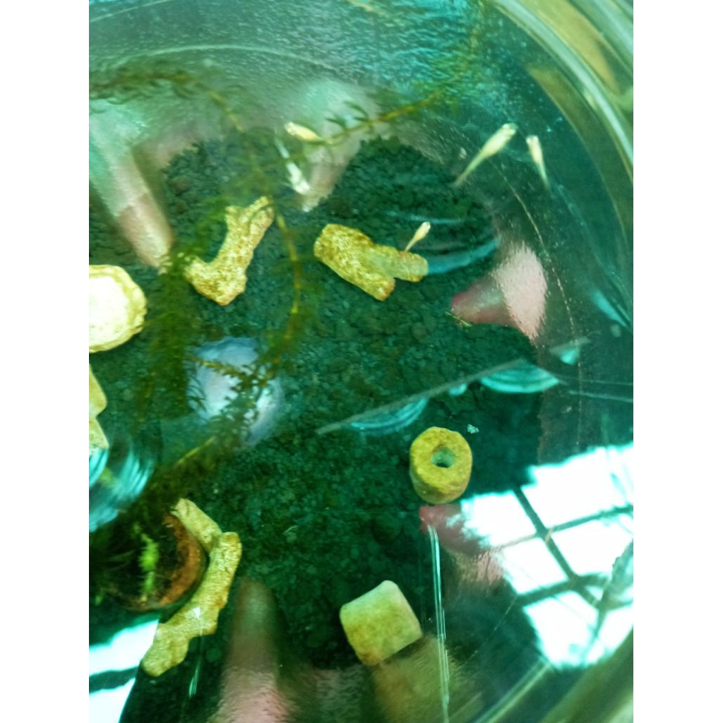 Ikan Guppy Betina Albino Yellow Cobra